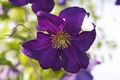 Clematis Viola-6 Powojnik